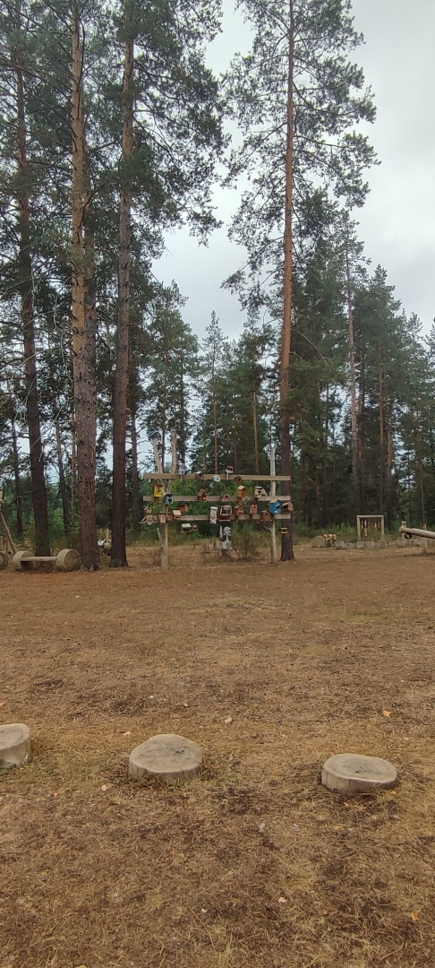 Бузулукский бор – 2023: мой отдых в сосновом бору. Национальный парк. Достопримечательности