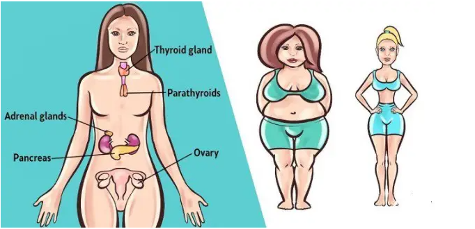 Топ-6 трав, которые помогут сбалансировать гормоны и вернуть жизнь в нужное русло