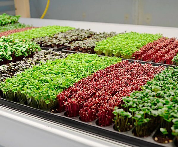 Микро зелень vs. Пророщенные злаки: 10 доказательств в пользу микро зелени