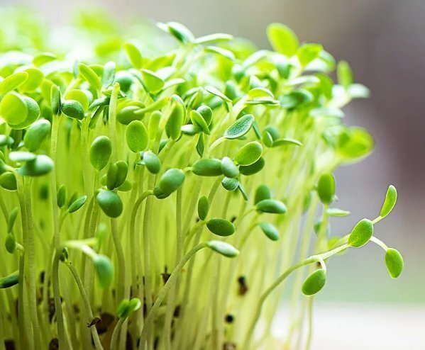 Микро зелень vs. Пророщенные злаки: 10 доказательств в пользу микро зелени