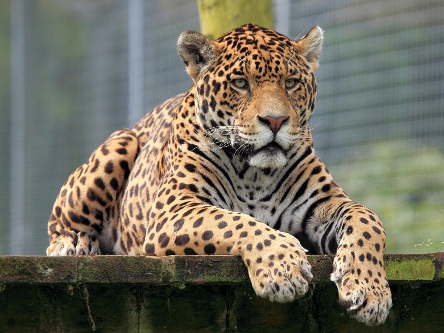 Царь зверей и царский камень.
