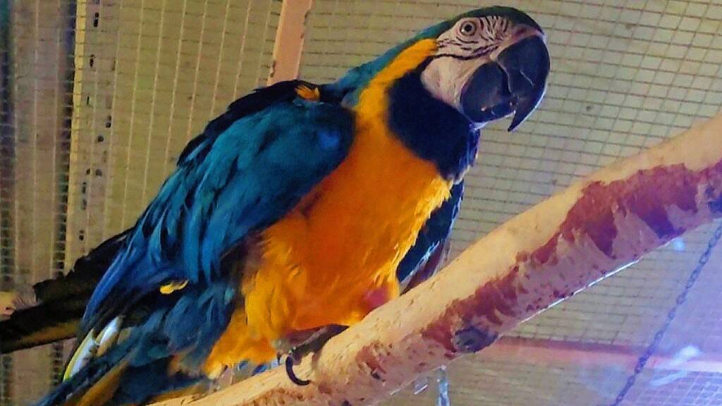 Удивительные создания - Попугаи