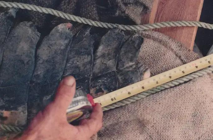 Самый длинный в мире крокодил