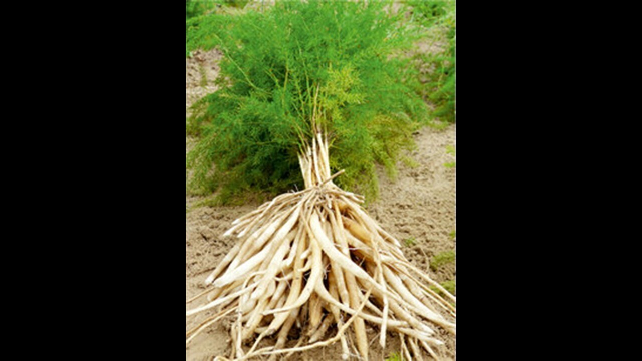 Шатавари, индийское растение для женского здоровья