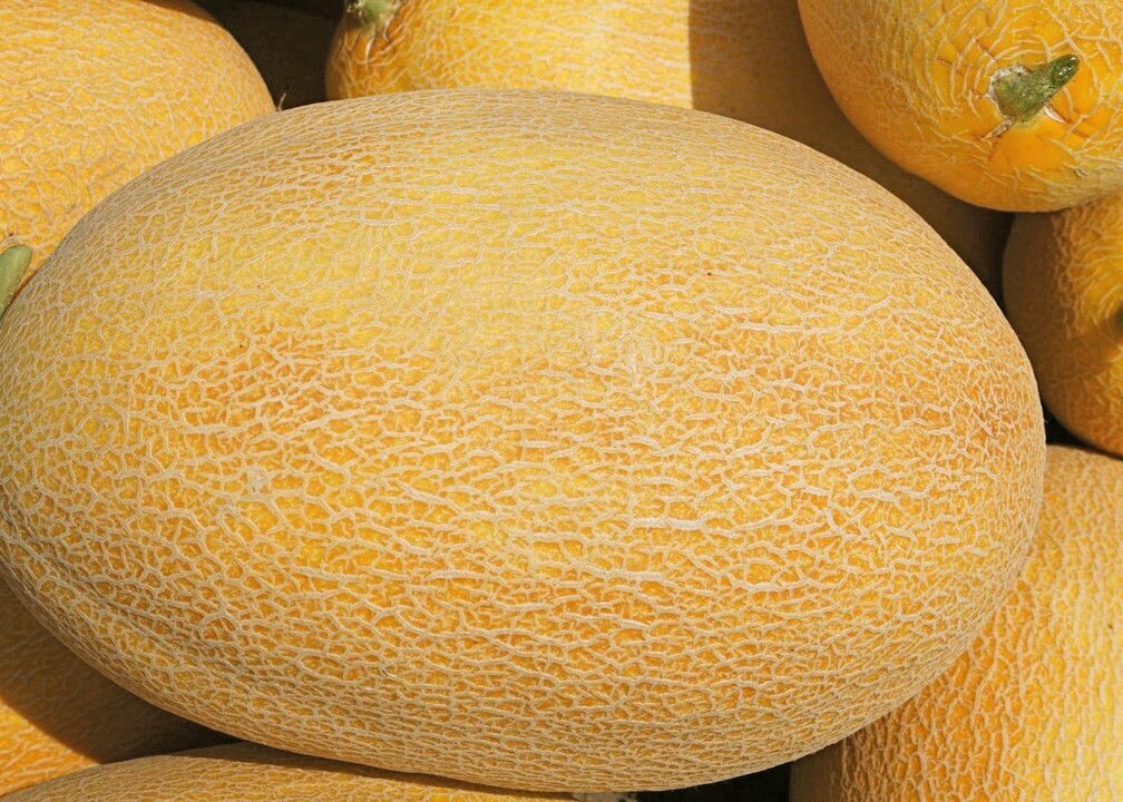 "Здоровье и польза дыни: полезные свойства и использование"