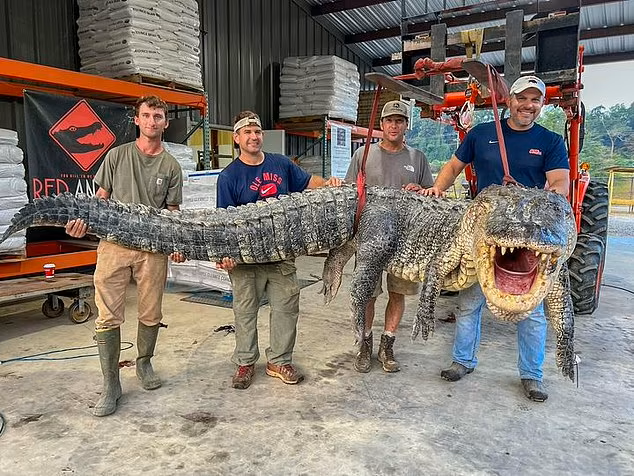 Установлен новый рекорд: гигантский крокодил весом 800 фунтов и длиной 14 футов пойман после семичасовой охоты.