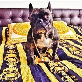 Собака миллионер