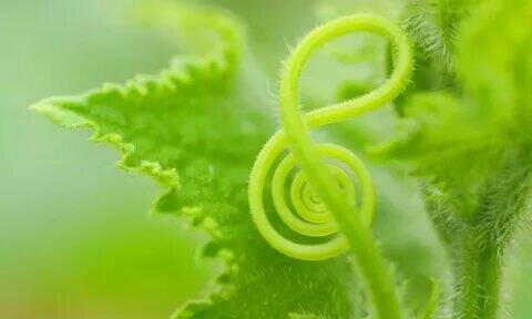 Способны ли растения слышать.