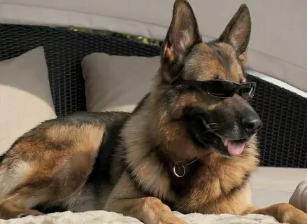 Собака миллионер