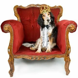 Собака миллионер