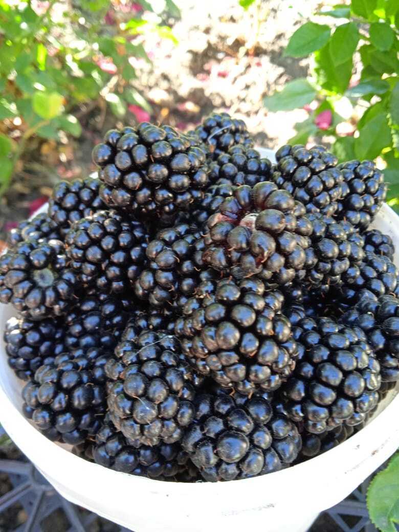 Бесшипная ежевика: моя история знакомства с ягодой, гениальные идеи, рухнувшие планы, богатый урожай сладких крупных ягод