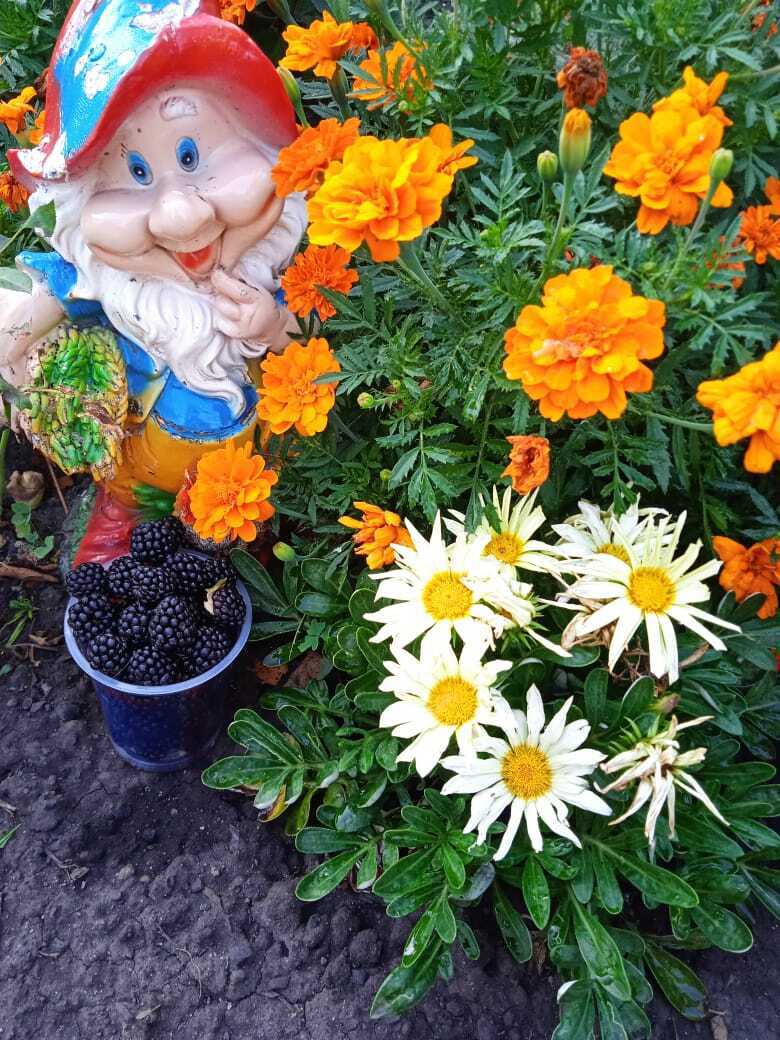 Бесшипная ежевика: моя история знакомства с ягодой, гениальные идеи, рухнувшие планы, богатый урожай сладких крупных ягод