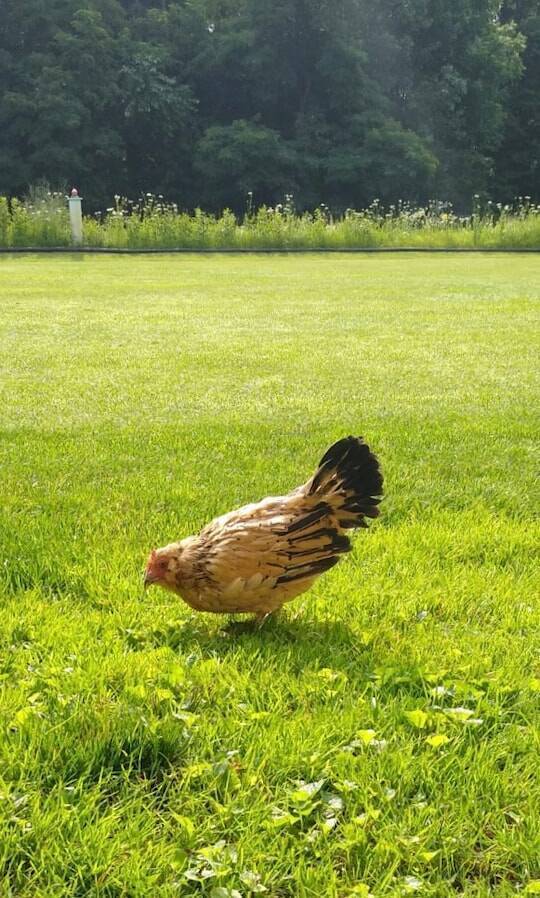 Самой старой курице в мире 21 год: «Арахис любит сидеть у меня на коленях и смотреть телевизор»