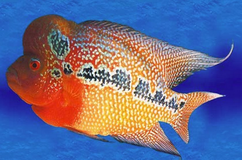 Китайская рыбка