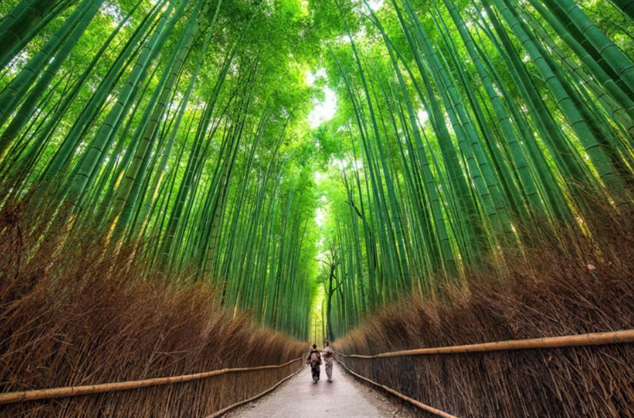 Каждый листочек на дереве уникален