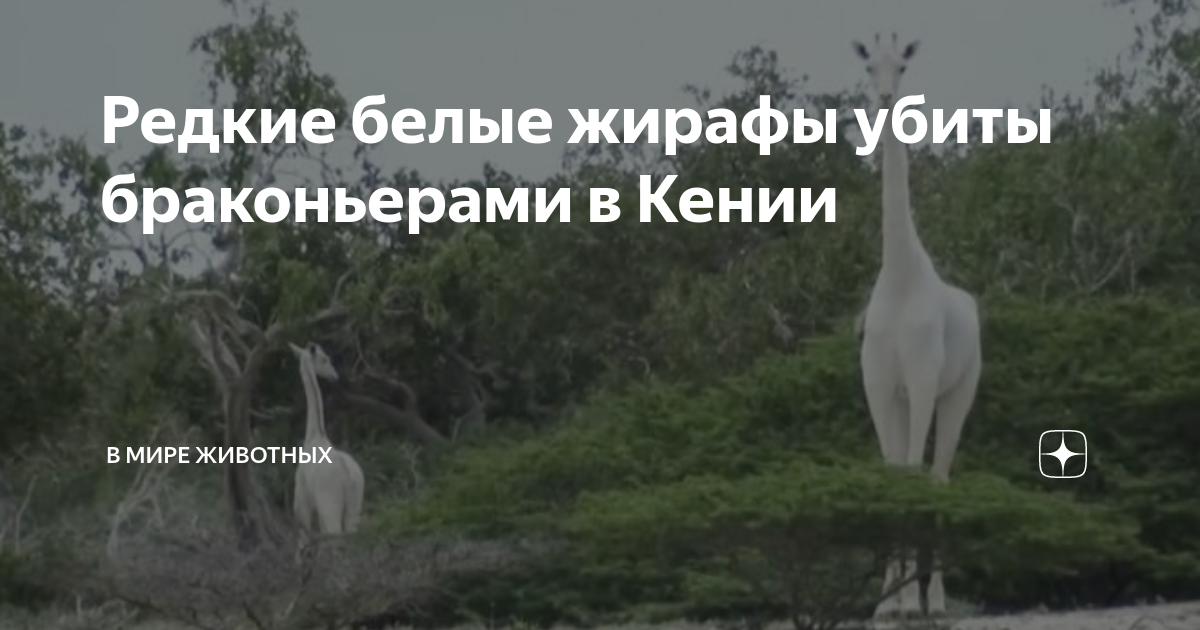 Новость- как символ национальных приоритетов.