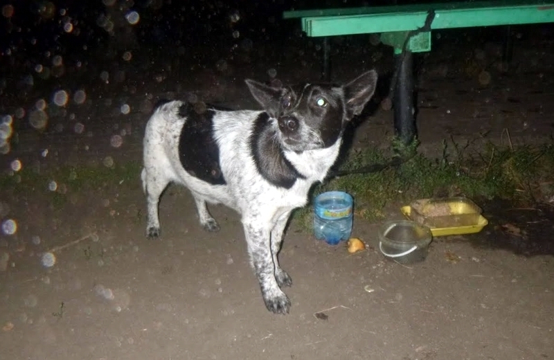 ✍ Вам письмо! К пустой скамейке в ночном сквере была привязана собака и записка… 💬
