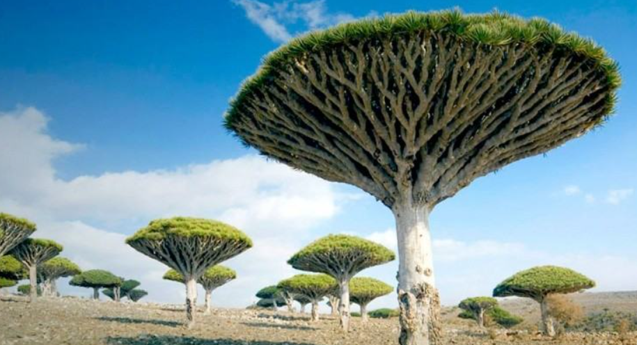 Каждый листочек на дереве уникален