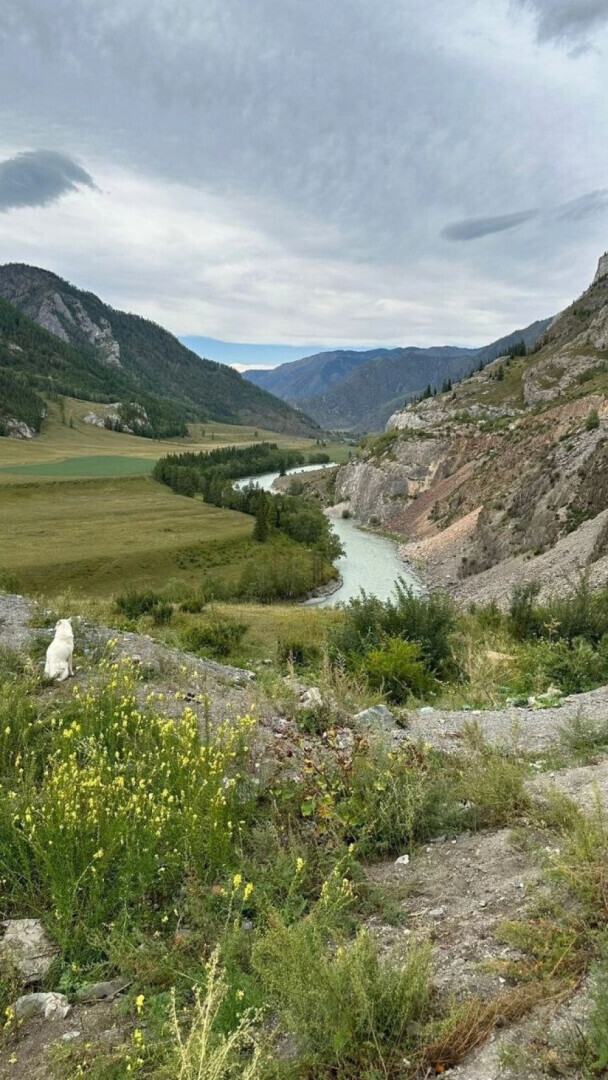 На Алтае тоже есть Хатико