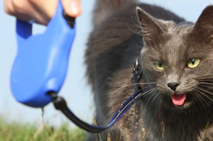 Можно ли гулять с кошкой на поводке?
