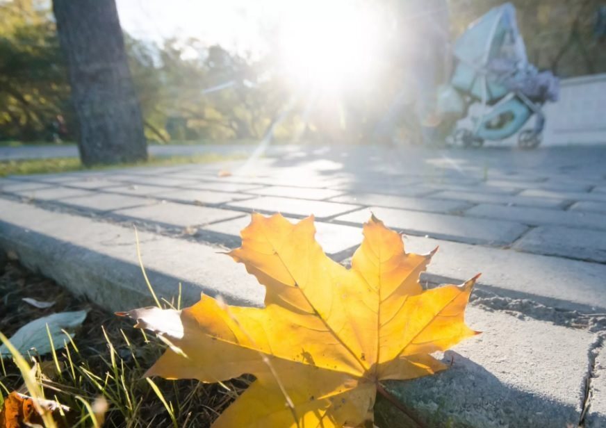 Портфель собран, дайджест встречает первый день осени: