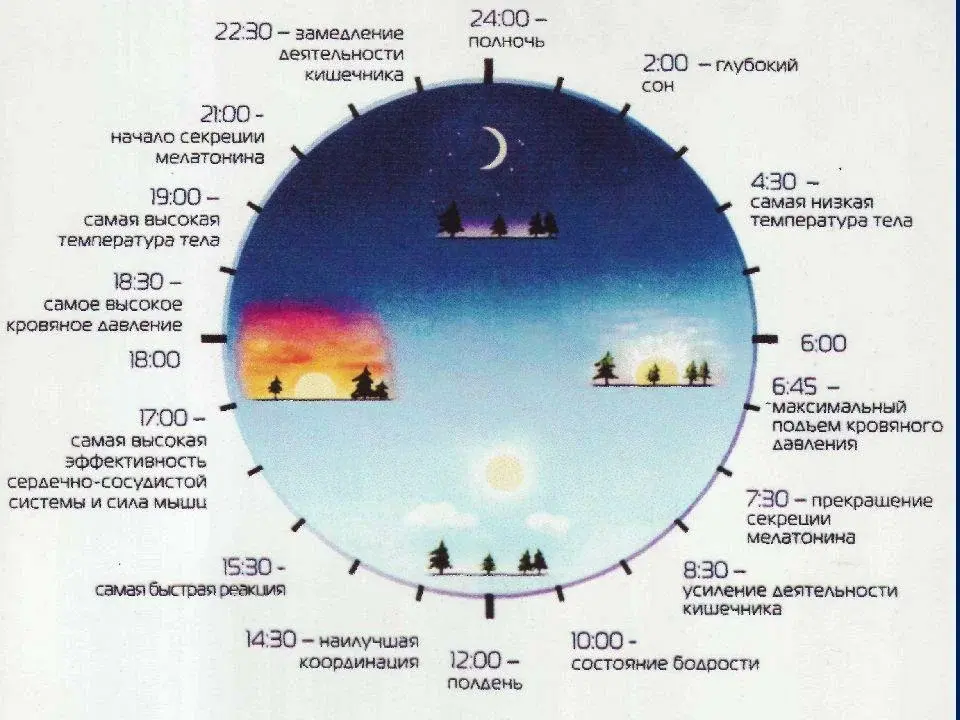 Биологические часы картинки для презентации