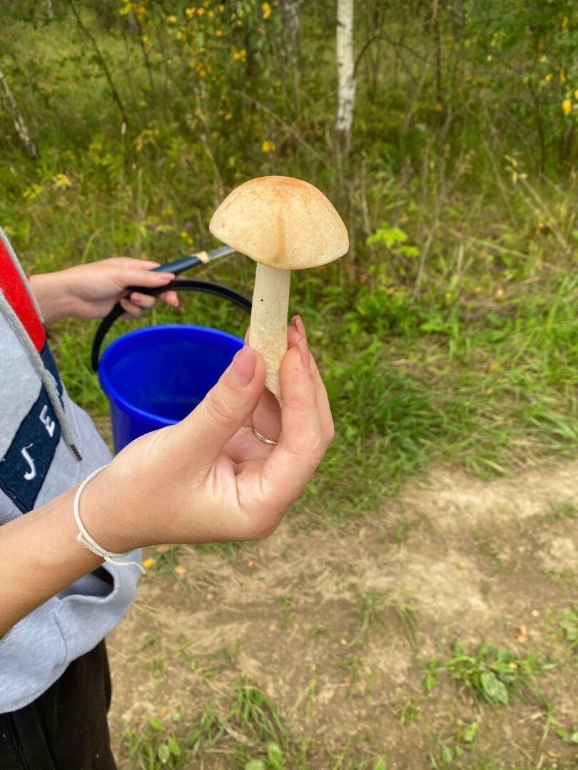 Решили сходить за грибами