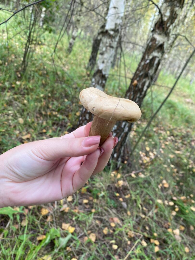 Решили сходить за грибами