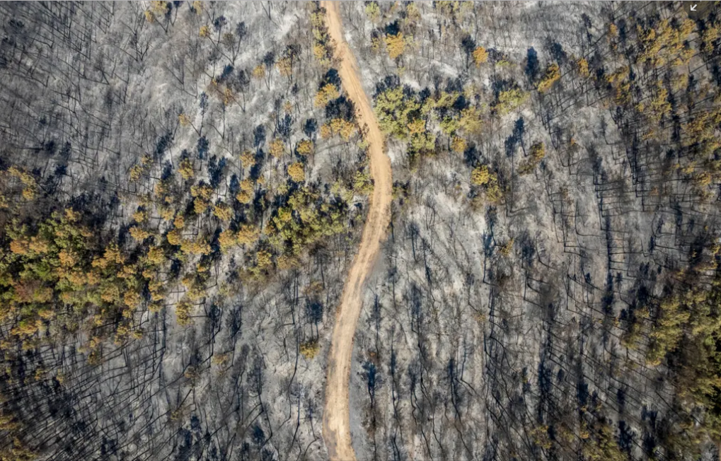 Оливковый сад в Греции.