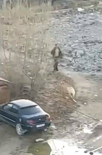 История с плохой концовкой об избитой молотком собаке в Якутии