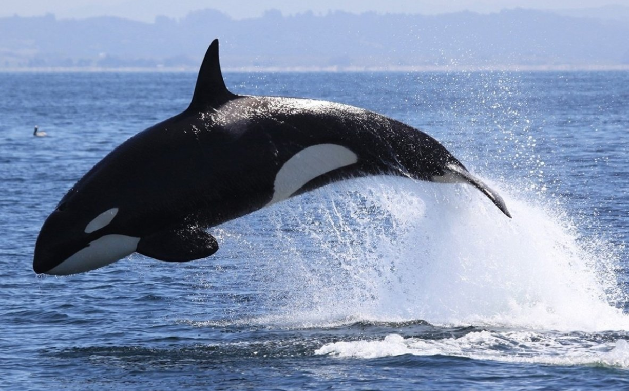 Необычные животные в мире