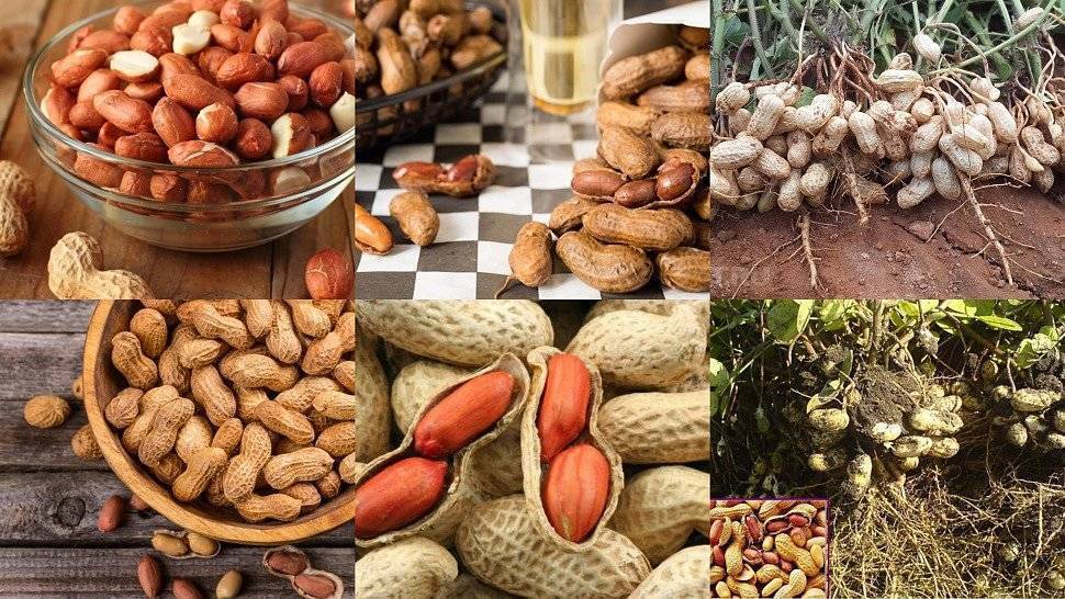 Польза жареного арахиса для мужчин. Арахис. Земляной орех- полезные и вредные. Арахис польза. Полезны орехи арахис.