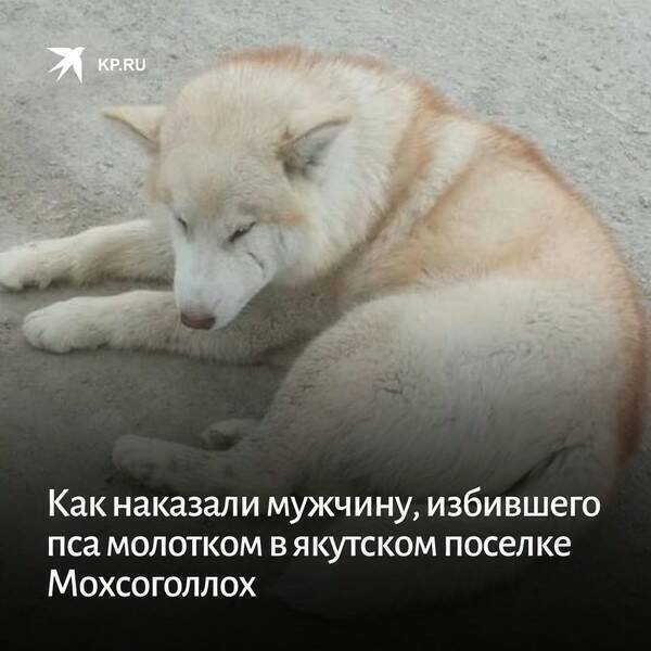 История с плохой концовкой об избитой молотком собаке в Якутии