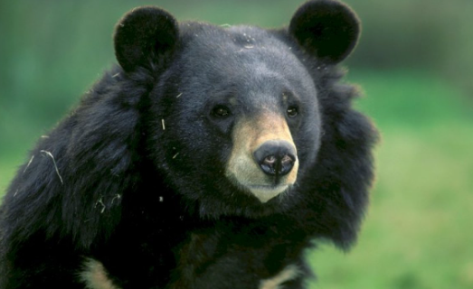 Нападение черного медведя на пожилую пару в префектуре Ниигата (Япония)