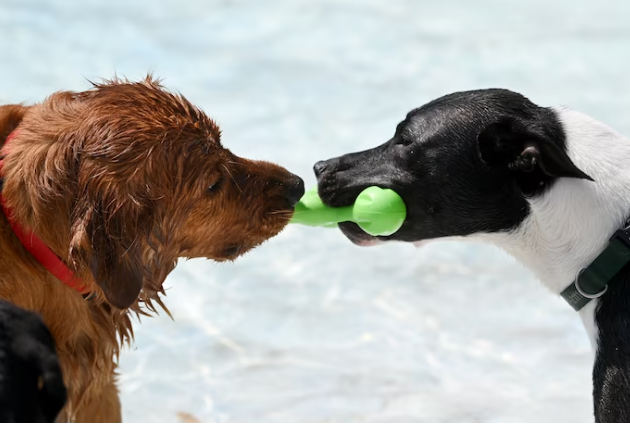 Собаки могут стареть здоровее, общаясь с людьми и домашними животными, говорится в исследовании.