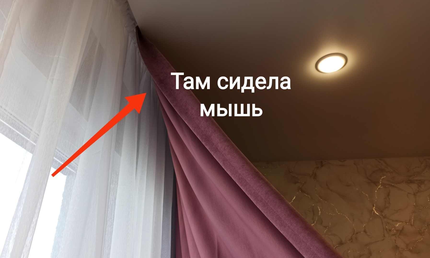 Ужас на крыльях ночи пил нашу кровь 2 недели