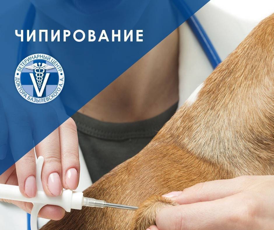 Вы поставили на регистрационный учет вашу собаку?