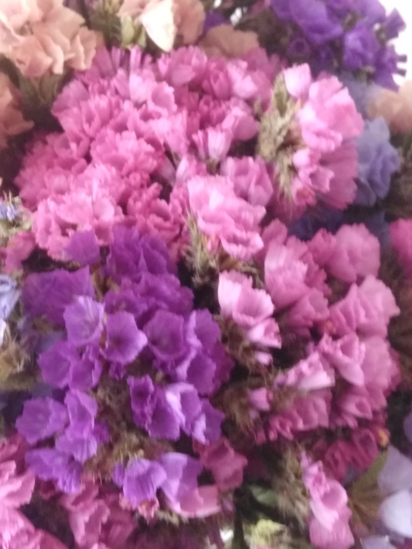 "статица : цветы, которые сохраняют свой шарм даже после высыхания"