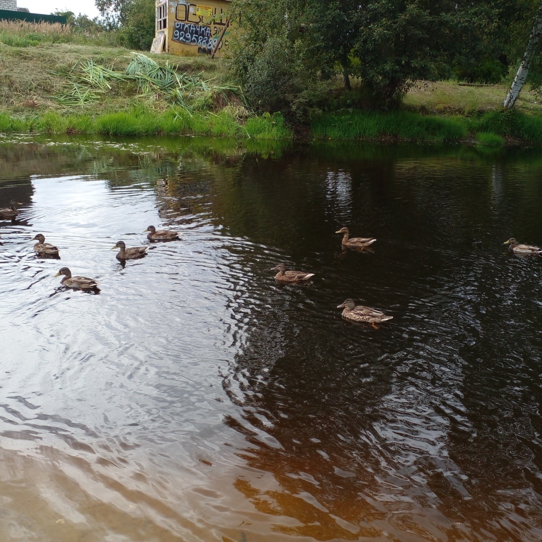 До свидание лето или что оно нам подарило