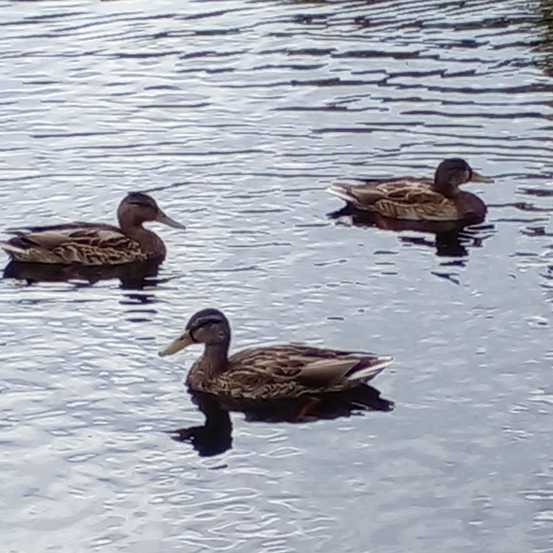 До свидание лето или что оно нам подарило