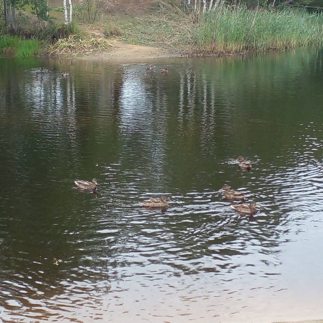 До свидание лето или что оно нам подарило