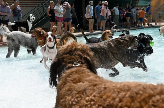 Собаки могут стареть здоровее, общаясь с людьми и домашними животными, говорится в исследовании.