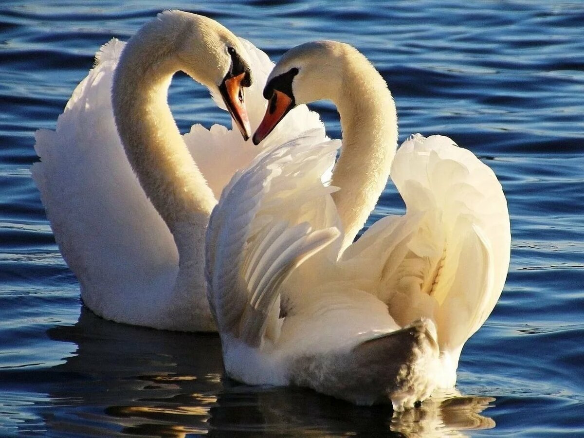 Тест на супружескую верность для мужчин