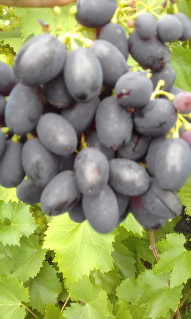 Мои первые шаги в выращивании винограда: любимые сорта винограда, мои секреты выращивания южной ягоды