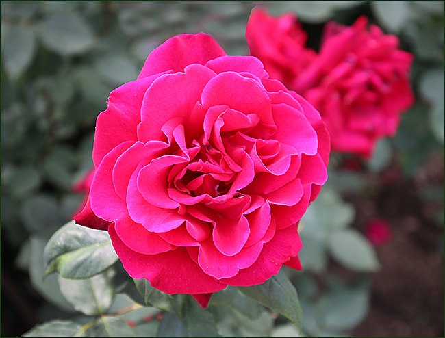 Все дороги ведут в райский Сад. Крым. Никитский ботанический