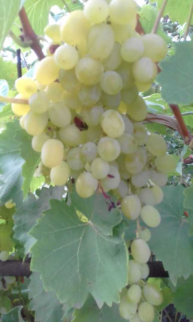 Мои первые шаги в выращивании винограда: любимые сорта винограда, мои секреты выращивания южной ягоды