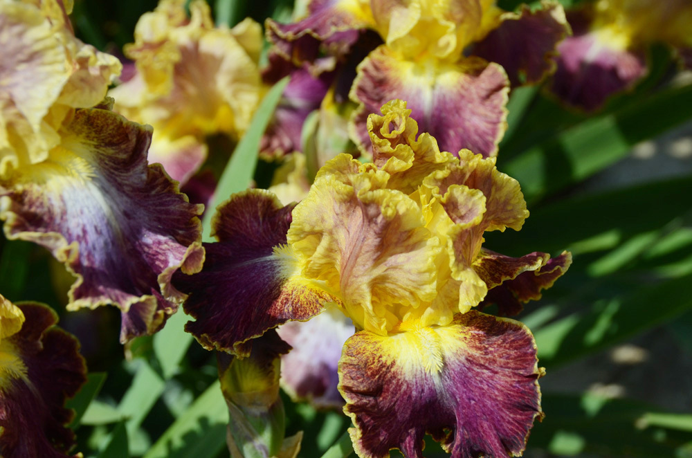 Все дороги ведут в райский Сад. Крым. Никитский ботанический