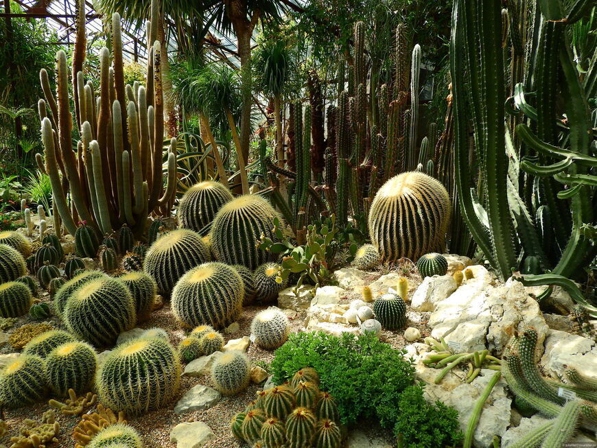 Все дороги ведут в райский Сад. Крым. Никитский ботанический