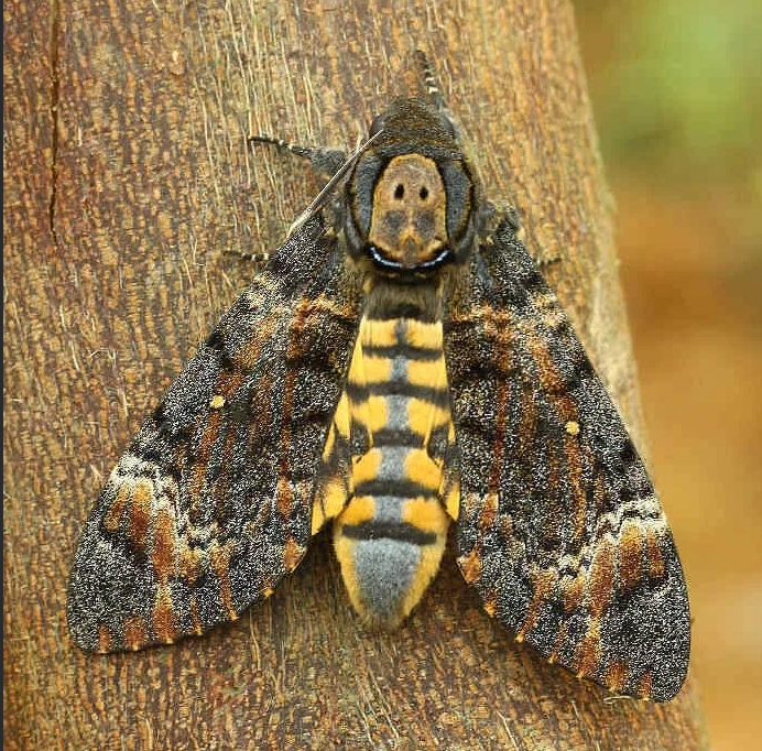 Acherontia Styx бабочка. Бабочка Бражник мертвая голова. Мёртвая голова (Acherontia Atropos). Бабочка Acherontia Atropos.