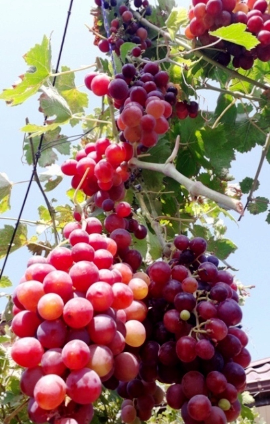 Куда девать груши, которые не скушать?